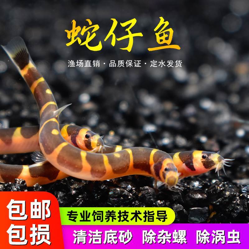 蛇仔鱼苦力鳅热带小型观赏鱼清洁鱼缸粪便吃蛋白虫工具鱼
