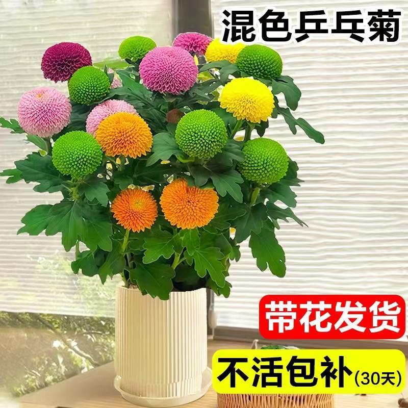 乒乓菊盆栽带花室内桌面四季开花卉绿植阳台鲜花植物盆景球菊花苗