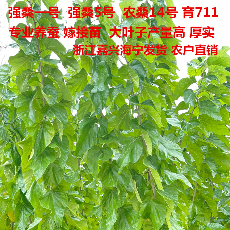 强桑1号采叶大叶蛋白桑树嫁接苗 喂蚕宝宝 养蚕高产 青苗饲料桑苗