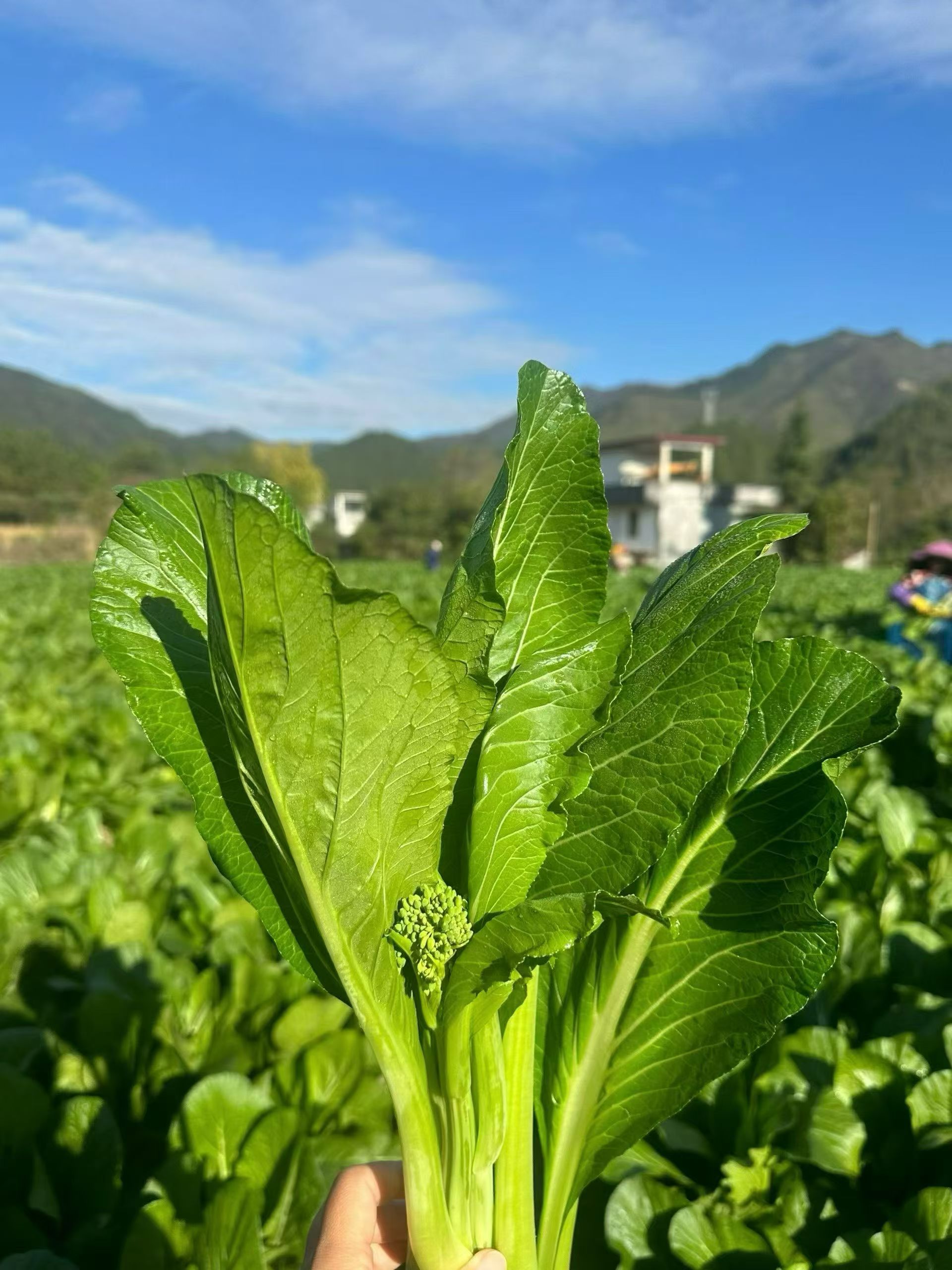 连州4号迟菜心 自产自销 新鲜现摘 嫩甜无渣