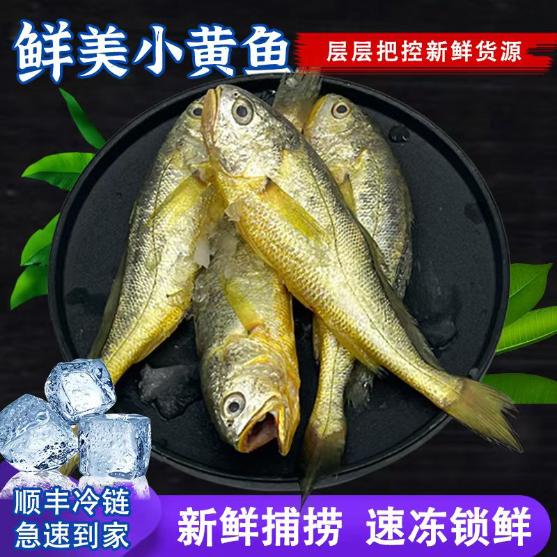 黄鱼小黄鱼劲爆东海小黄鱼顺丰冷链新鲜正宗爆款
