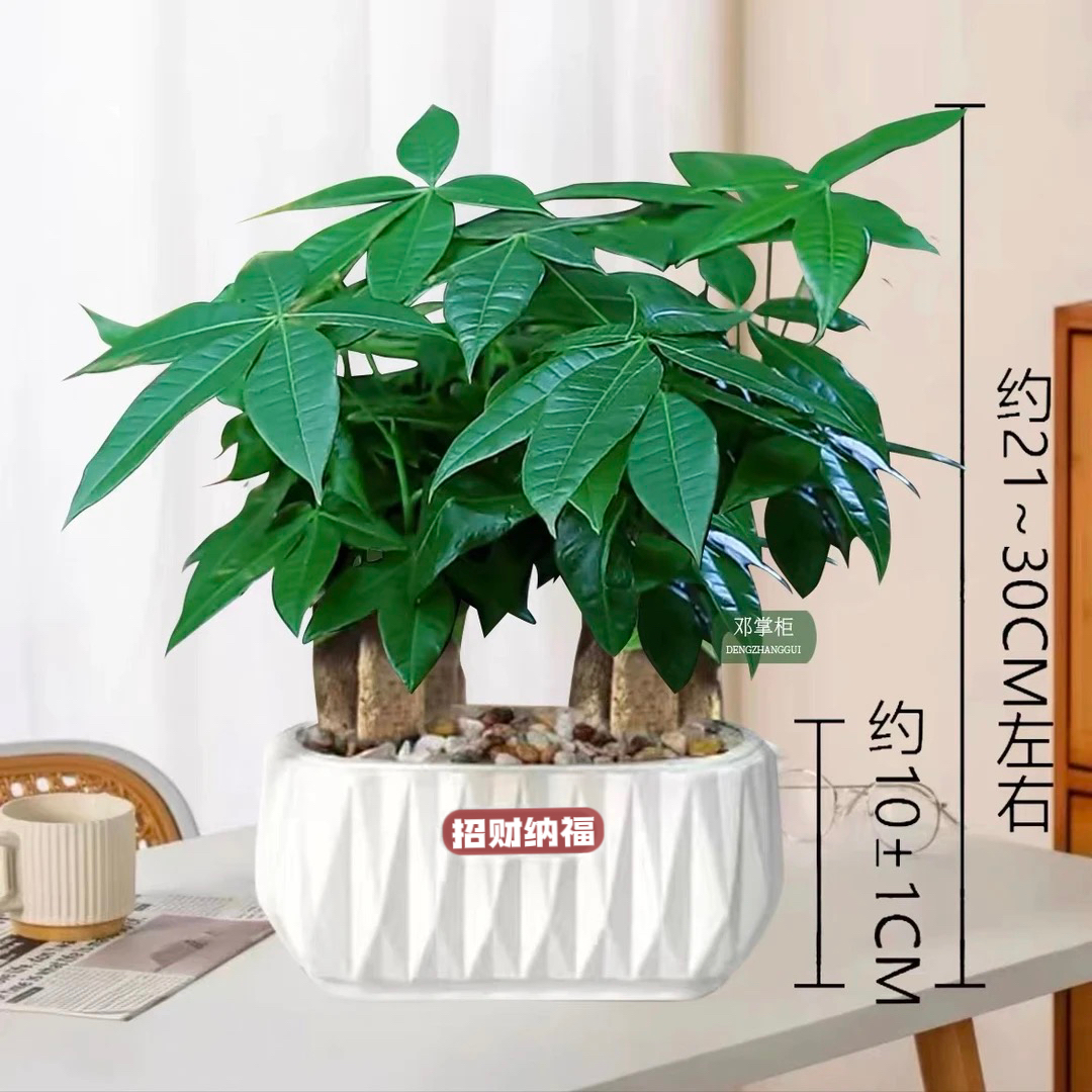 【6杆发财树】高度21-30CM发财树发财树盆栽室内绿植花卉盆景卧室