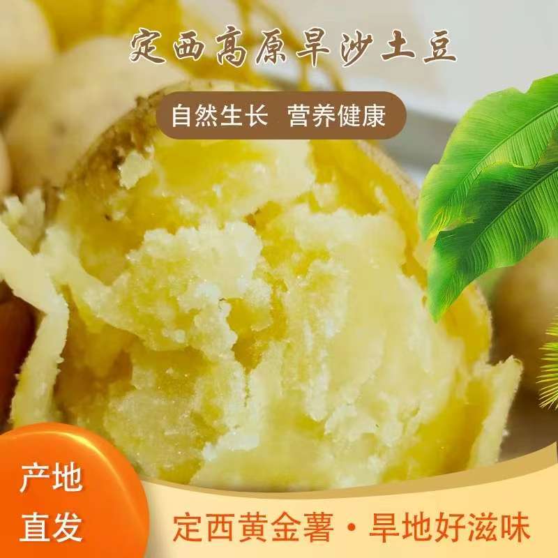 甘肃定西黄心沙面土豆农家直发种植代餐新鲜现挖甘肃定西黄心土豆