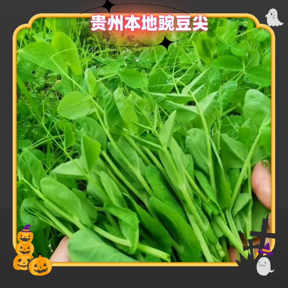 顺丰包邮贵州农家露天种植新鲜豌豆尖豌豆苗时令蔬菜现摘现发
