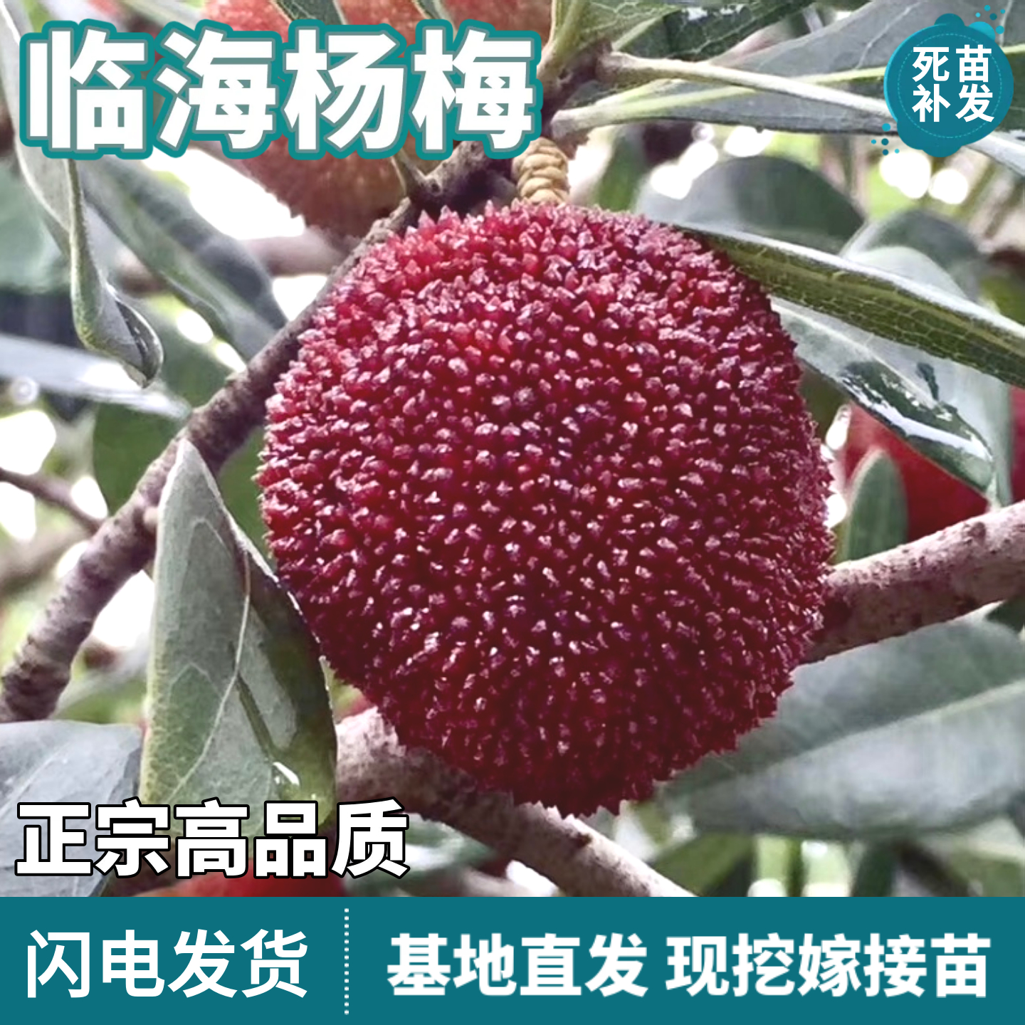 临海杨梅树苗南北方地栽庭院盆栽嫁接特大果甜杨梅果树苗当年结果