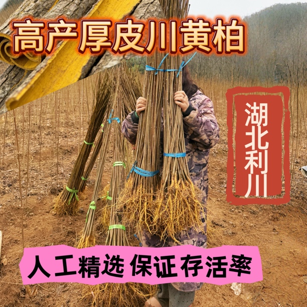 厚皮黄柏苗川黄柏药材树苗湖北产地耐寒可南北栽种