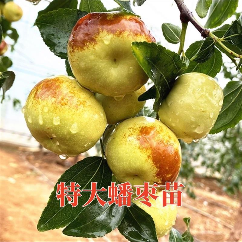 蟠枣树果苗嫁接特大沾化冬枣苗盆栽南北方种地栽庭院果树当年结果