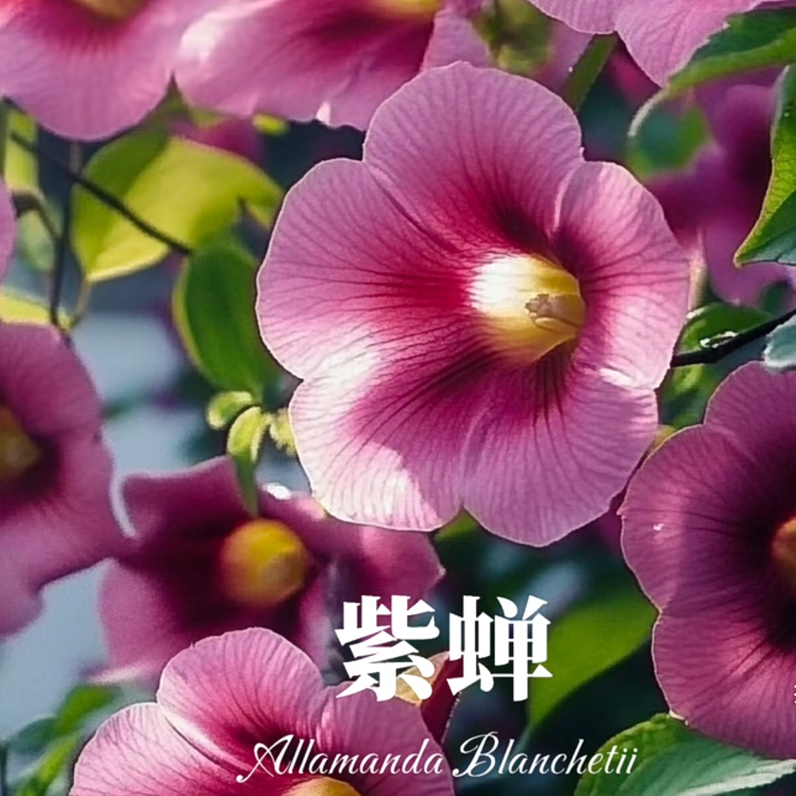 紫蝉 盆栽花苗 耐热抗病好 花期超长 