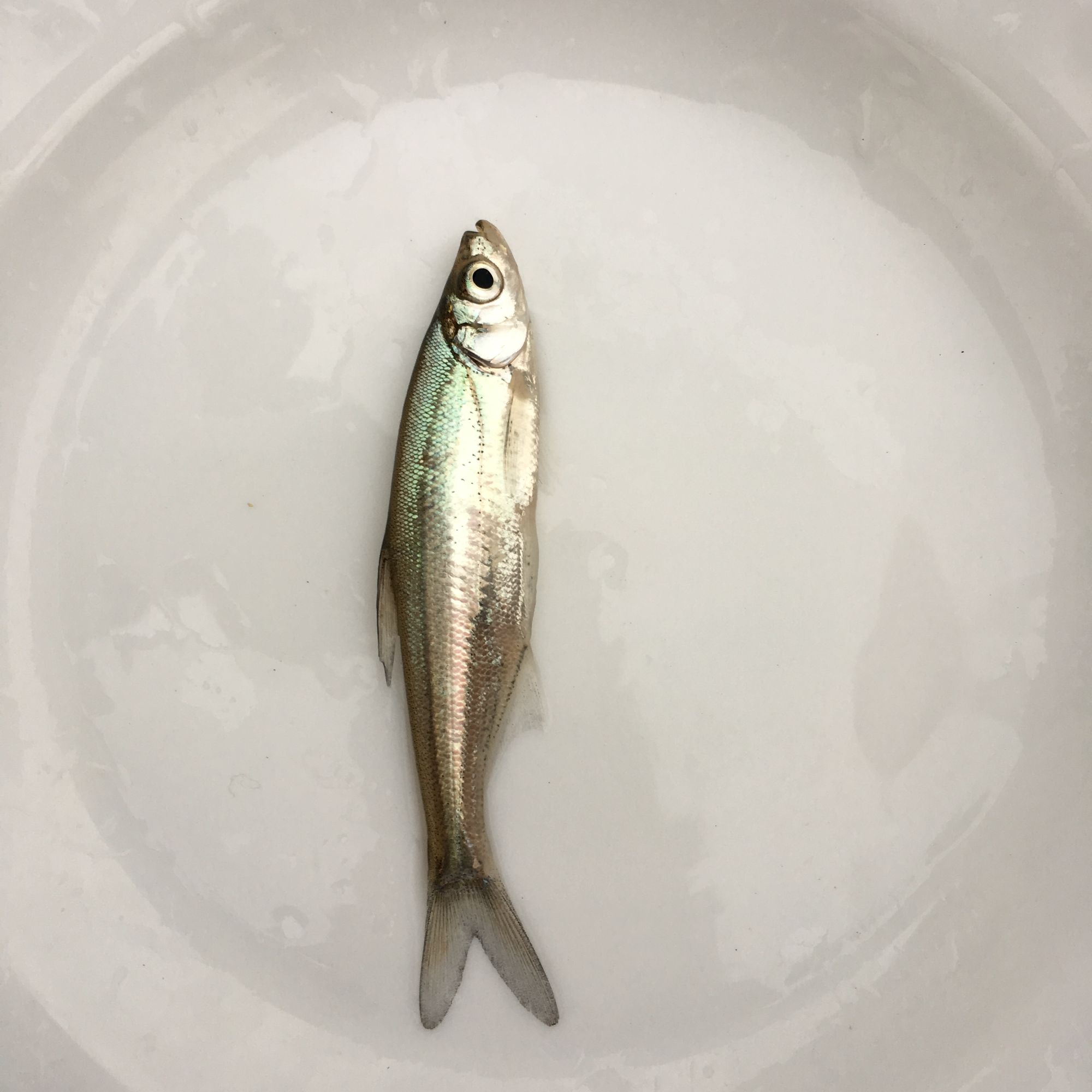 翘嘴红鲌 翘壳 路亚 水族活体