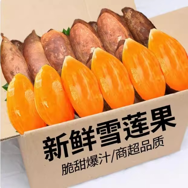 【整箱批发】正宗云南天山雪莲果黄心红心孕妇水果现挖现发新鲜水果