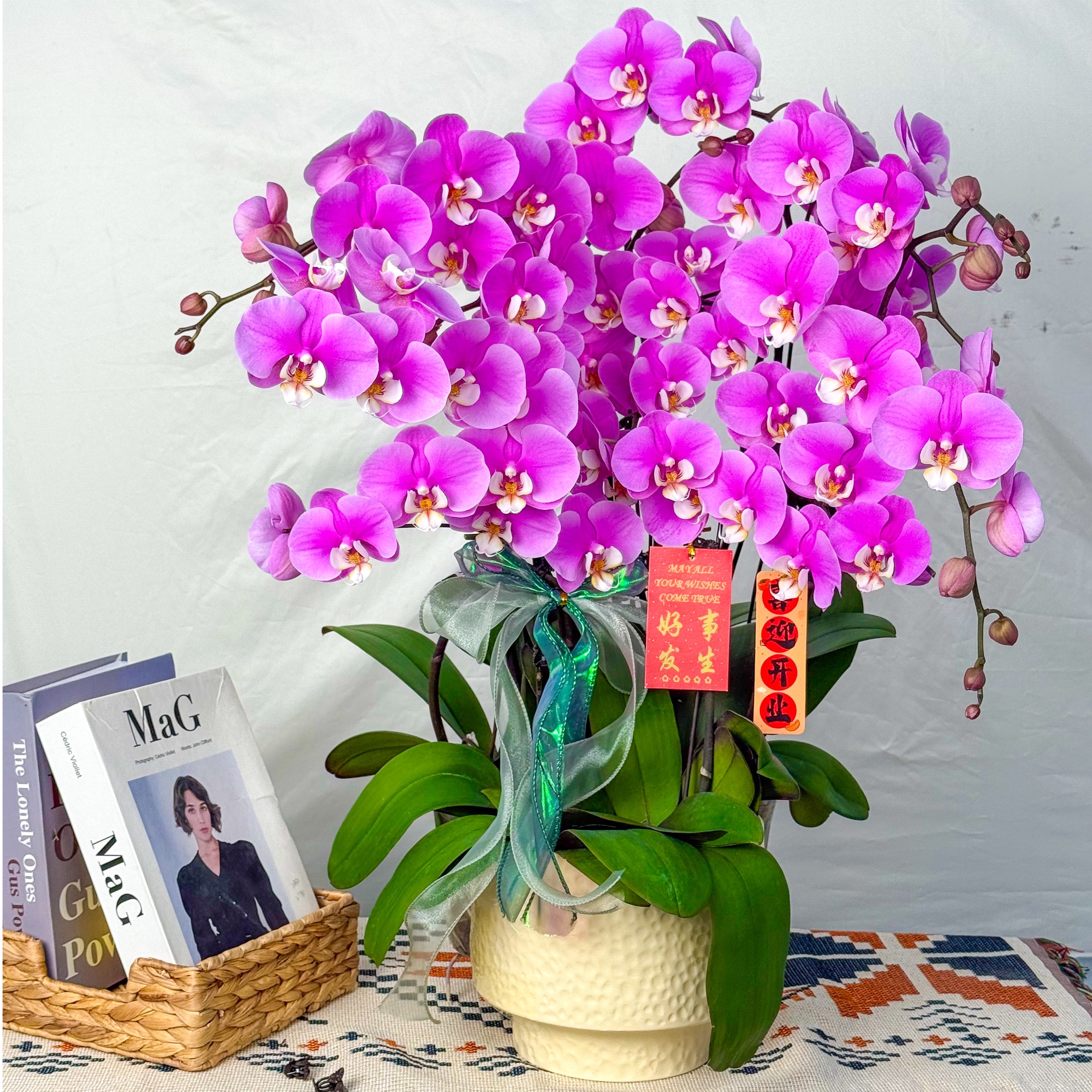 蝴蝶兰<安娜>鲜花 绿植 北欧风 好养花期长 年宵花 室内欣赏