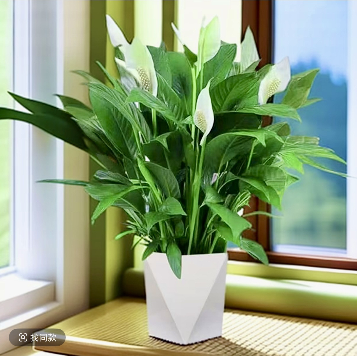 白掌一帆风顺年宵花室内花卉盆栽植物绿植客厅水培白摆放净化空气