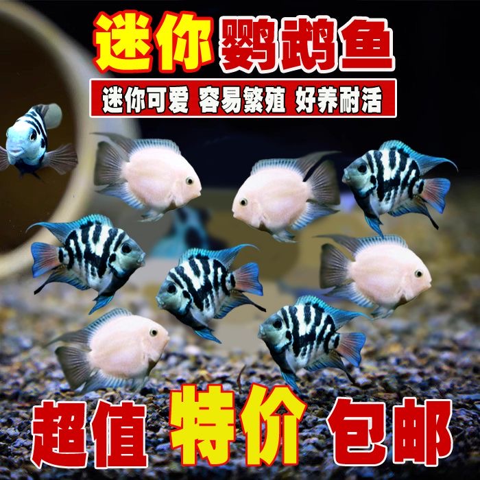 小型观赏鱼迷你鹦鹉鱼耐活热带活体宝蓝白金胭脂粉成鱼好养淡水