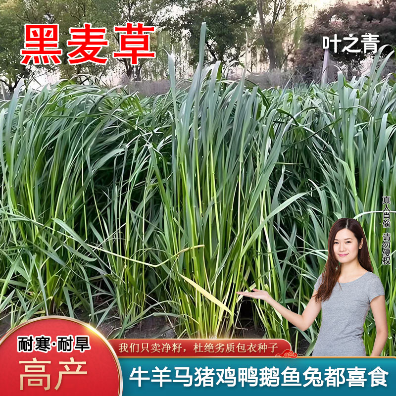 黑麦草种籽子种四季多年生耐寒牧草种子畜牧养殖草种喂猪牛羊鱼草