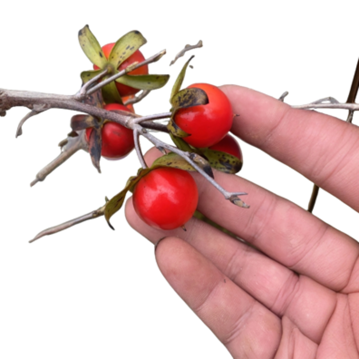 老桩盆栽老鸦，小苗，盆景，素材