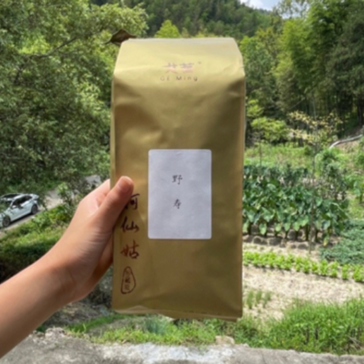 戈茗-建阳白茶 一级 野寿 老枞味十足高野气息强且层次丰富 珍藏