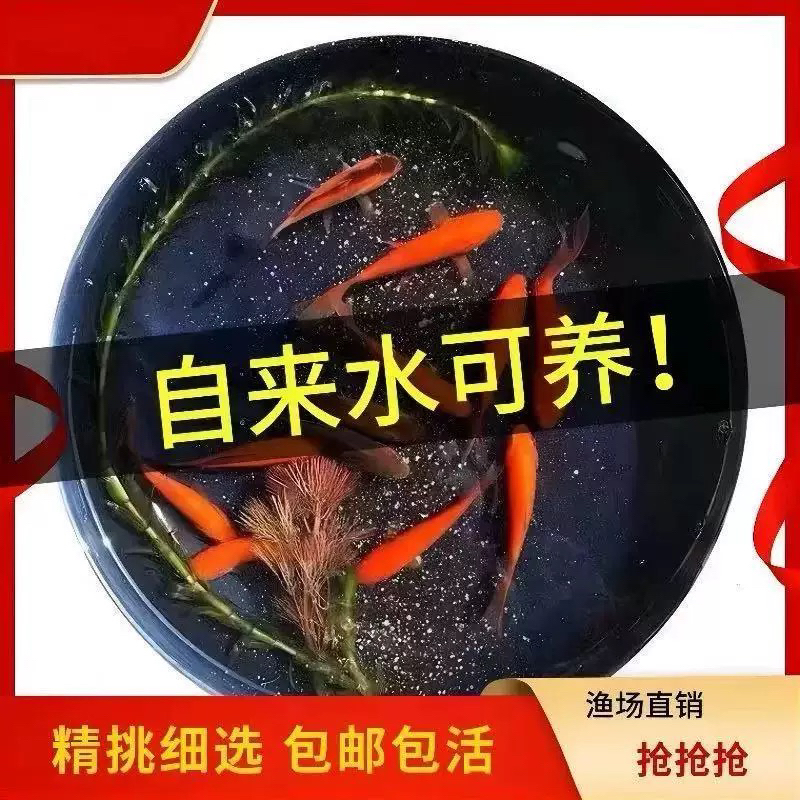 火焰草金鱼 观赏鱼 多色搭配 冷水新手鱼 易养淡水活鱼