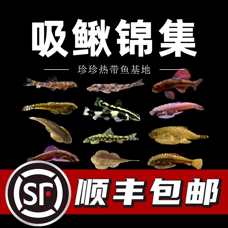 贵州爬岩鳅冷水清道夫不加温鱼缸清洁工具观赏鱼双吸盘吸鳅琵琶鱼