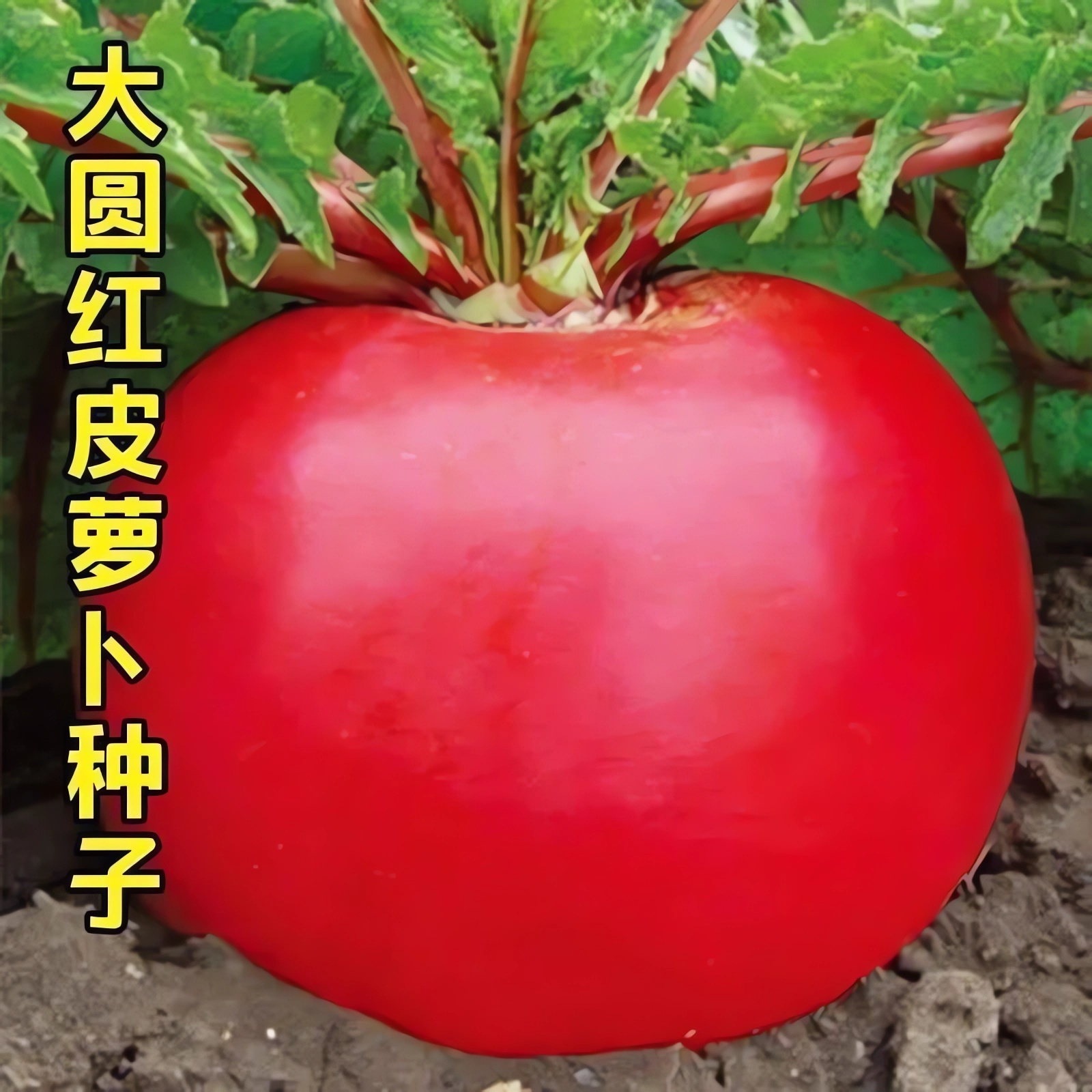北方大红萝卜种籽大红圆萝卜种子夏秋播红皮白肉红丰萝卜蔬菜种子