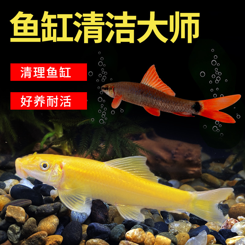 【达人专属】金苔鼠清洁工具鱼除青苔丝藻热带观赏鱼彩虹鲨