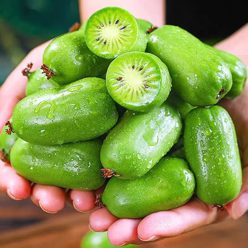 软枣猕猴桃东北特产奇异莓软枣子龙成2号品种1/2/3斤包邮放软了吃