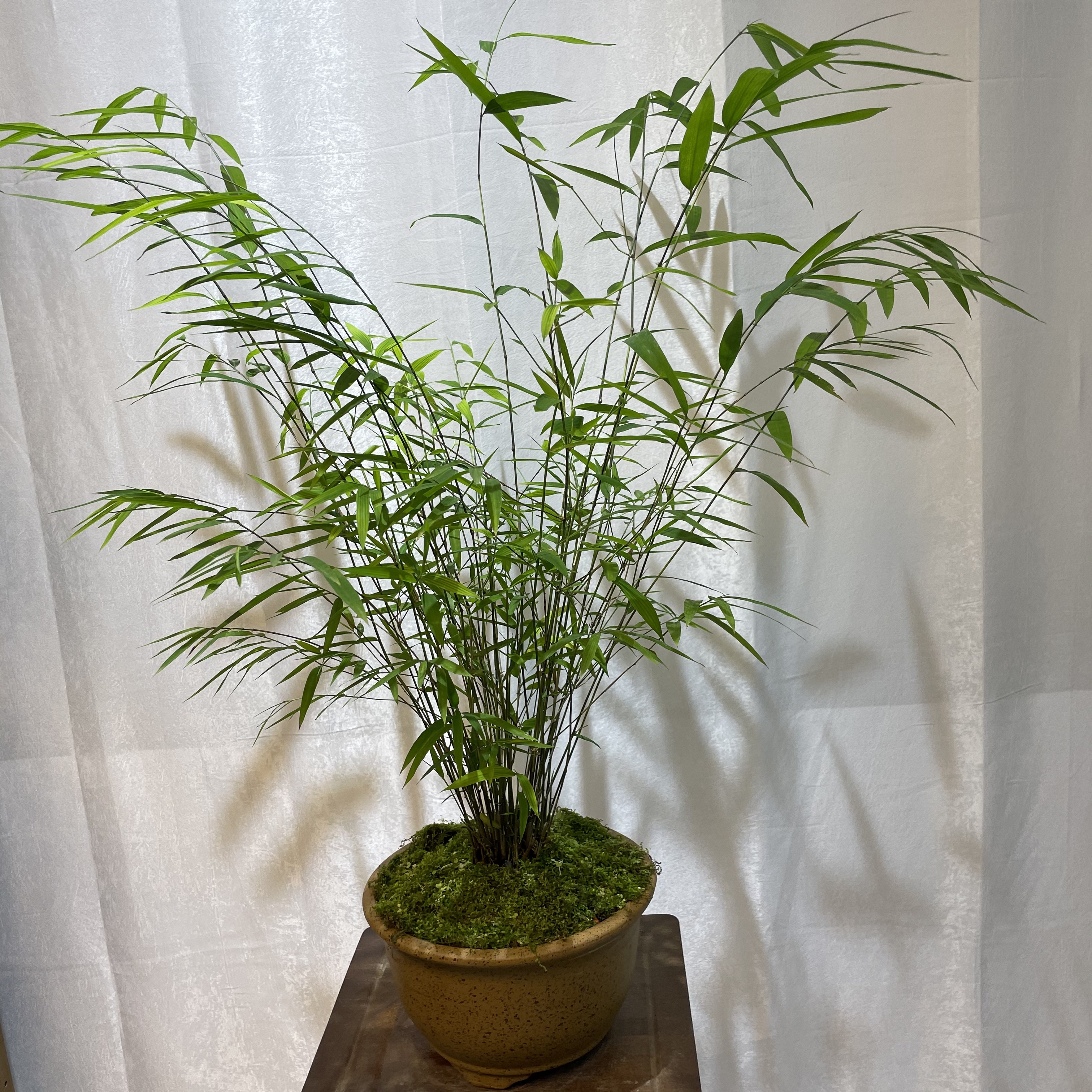 竹盆景 室内盆栽 茶室盆景 竹子 竹盆景 花卉绿植 禅意生活