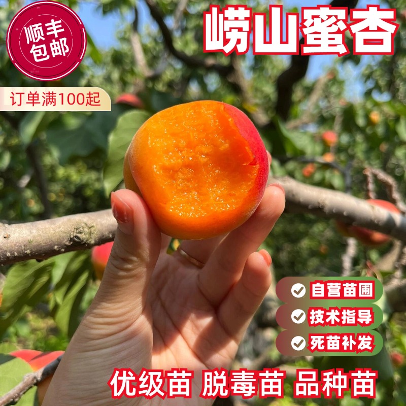 崂山蜜杏树苗嫁接红杏子树苗南北方种植地栽盆栽果树果苗当年结果