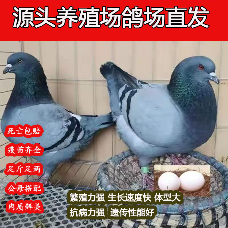 L1王大体米玛斯鸽青年鸽子落地王鸽子纯种大体生鲜肉鸽信鸽青年鸽