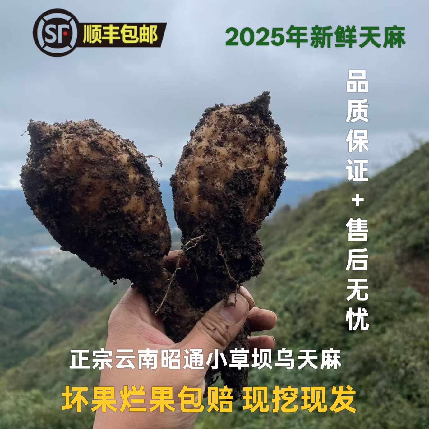 云南昭通小草坝新鲜乌天麻防野生林下种植顺丰包邮