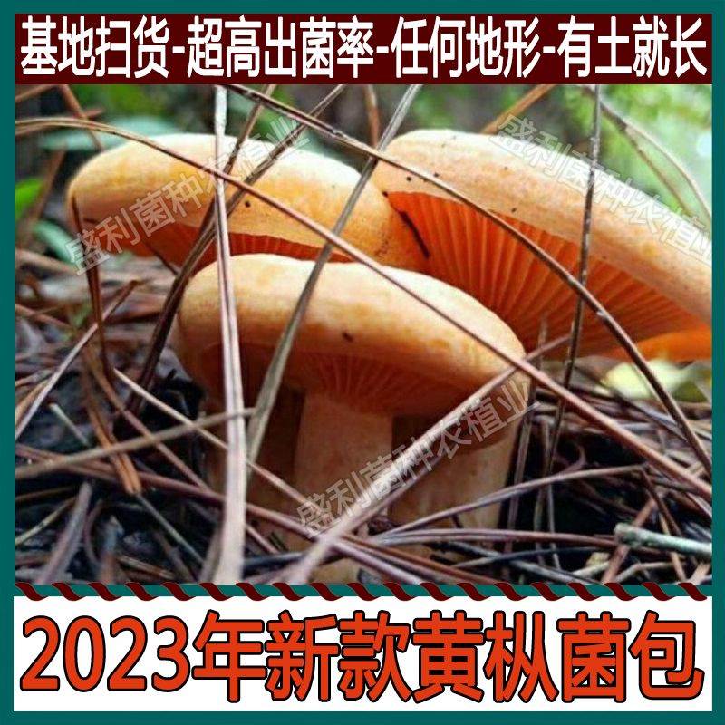 松树菌新鲜菌种包野山菌新鲜野生菌子野蘑菇新鲜松花菌九月香菌包