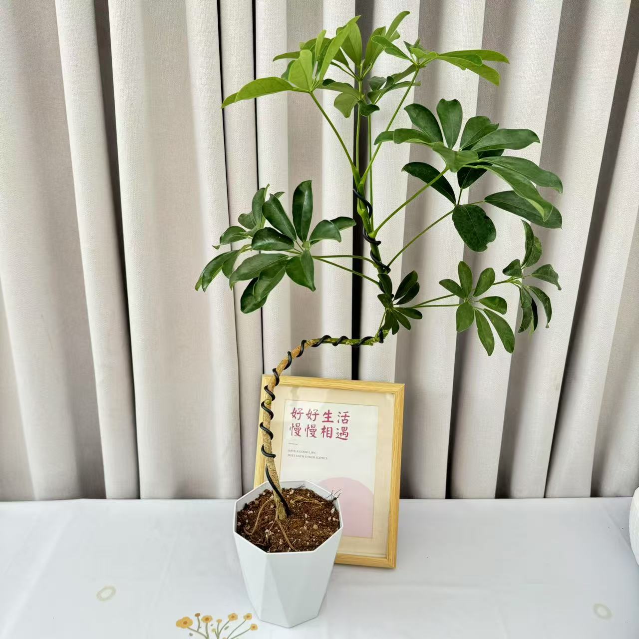 七叶莲盆栽八方来财花室内花卉四季常青净化空气植物花卉绿植盆栽