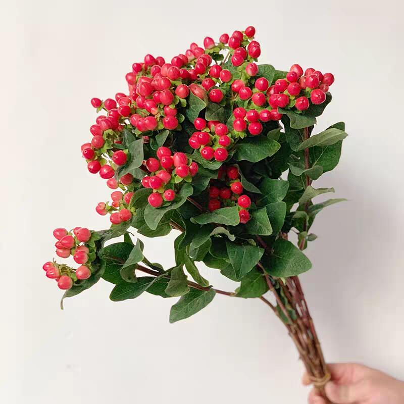 红豆火龙珠云南鲜花基地直发相思红豆 红红火火寓意美好