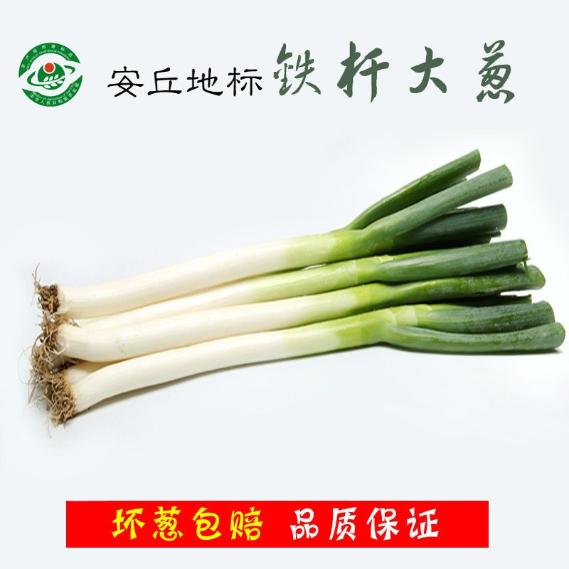 山东大葱一级精品山东铁杆大葱新鲜脆嫩甜脆蘸酱产地直发