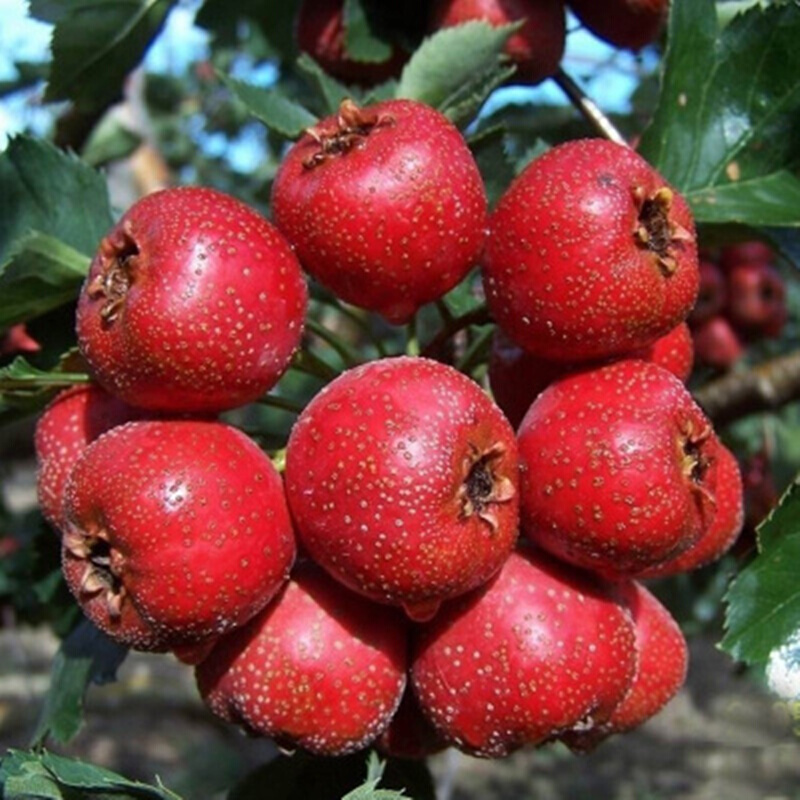 山楂树苗南北方种植嫁接大五星山楂苗当年结果庭院种植盆栽地栽
