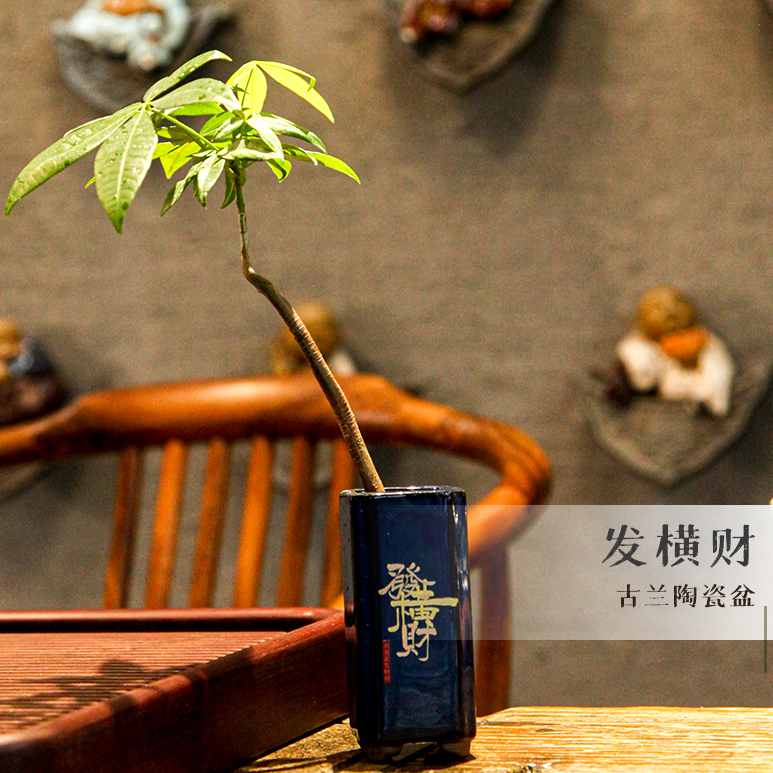 源态泡泡泥奇趣发财树新中式古典禅意室内桌面四季常青招财盆栽