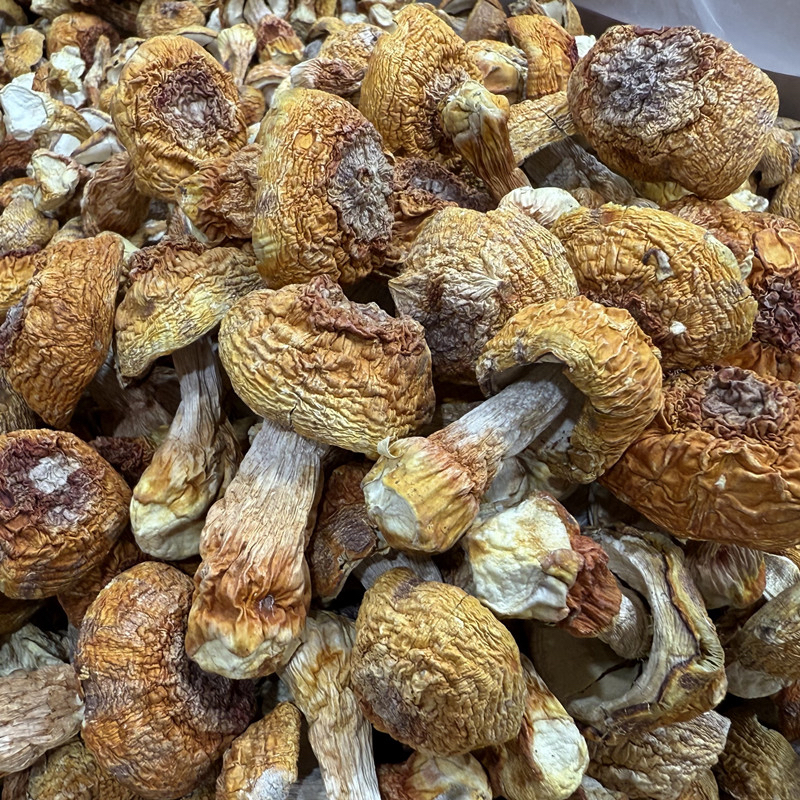 精选云南姬松茸煲汤松茸菌