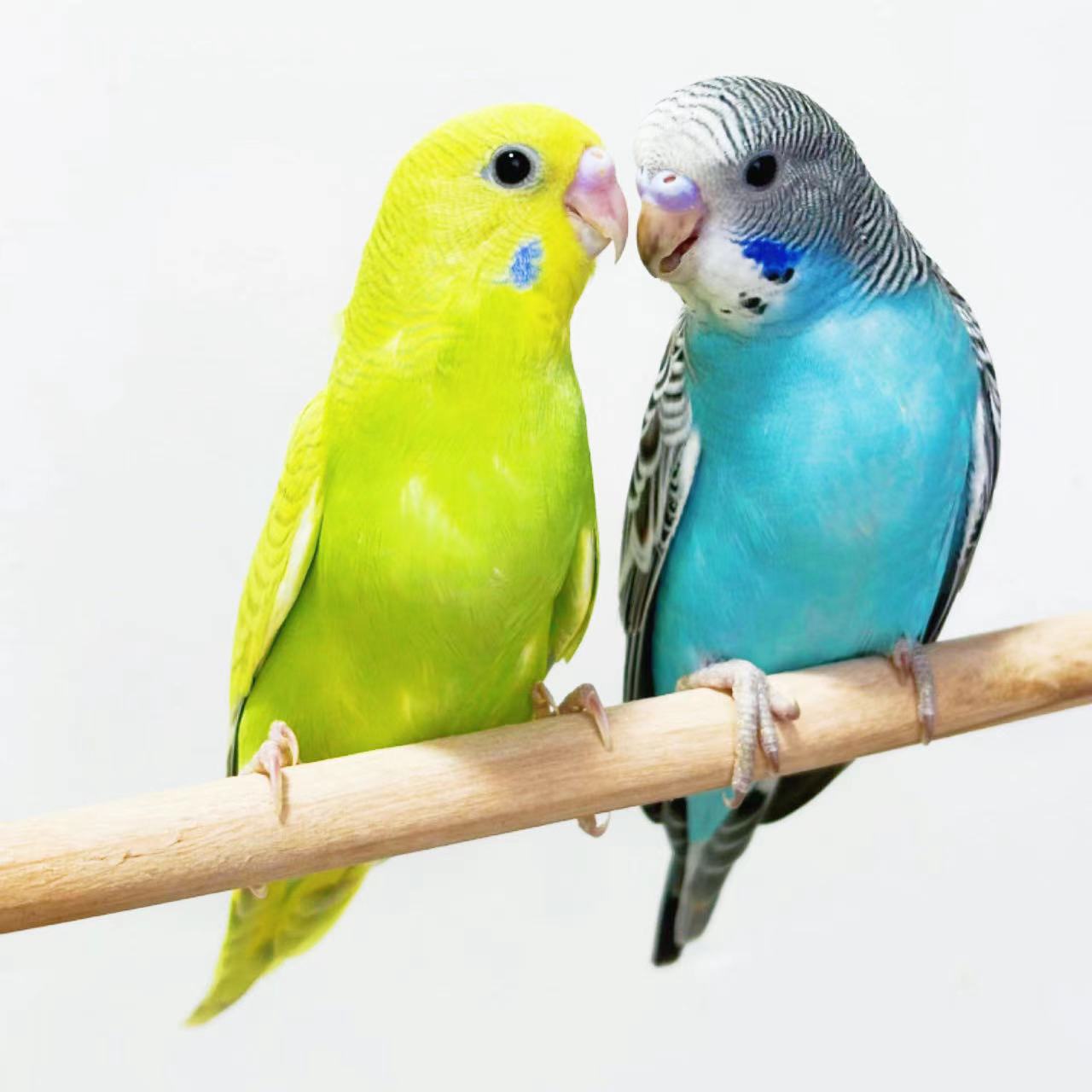 2个  鹦鹉活鸟宠物鸟观赏鸟手养鹦鹉鸟鹦鹉