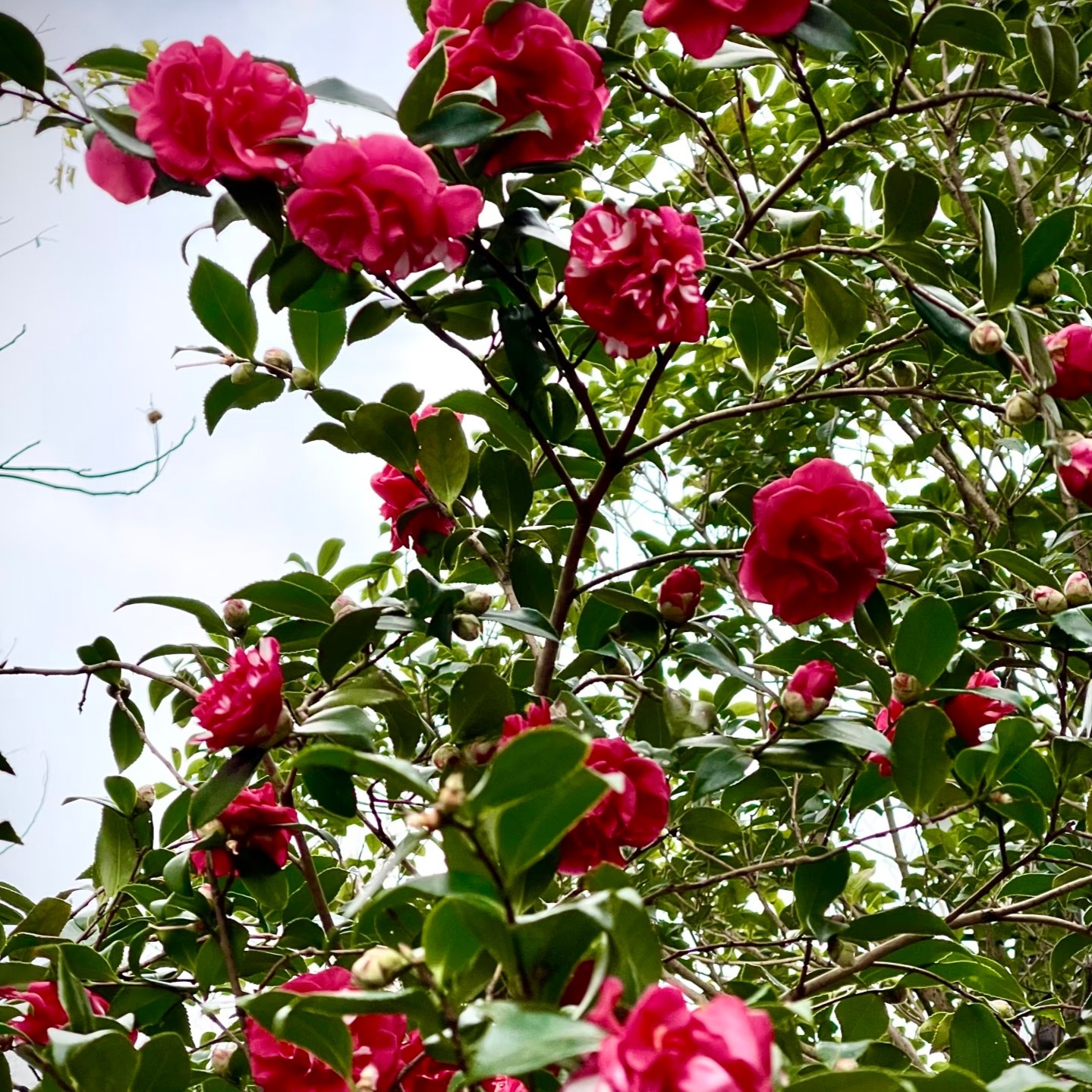茶梅一物一拍 直播间茶梅室外栽种（售后30天）