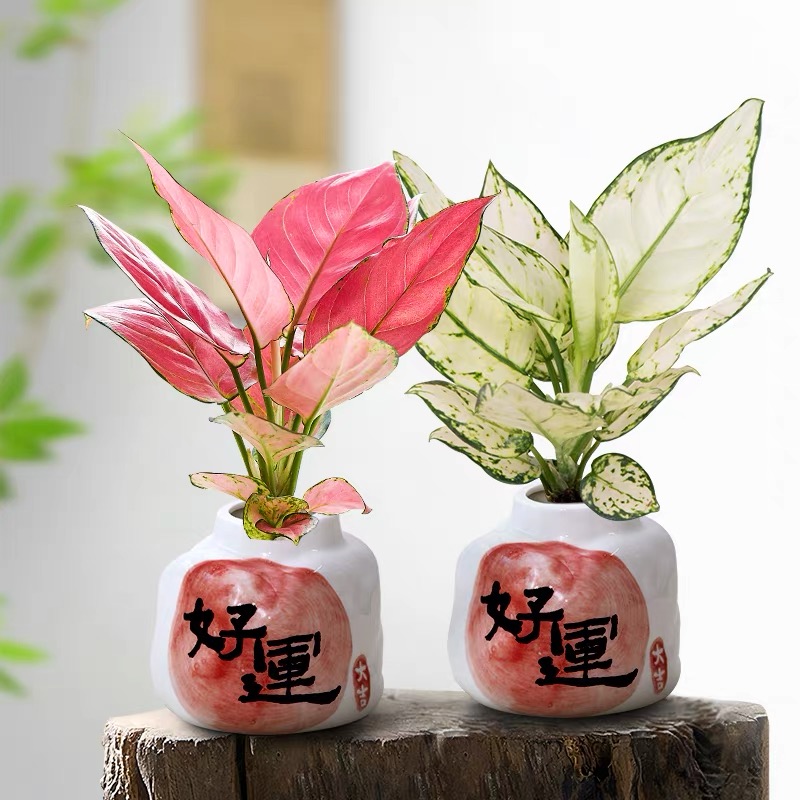 红粉佳人盆栽水培植物吉利红如意办公室桌面客厅绿植净化空气好养