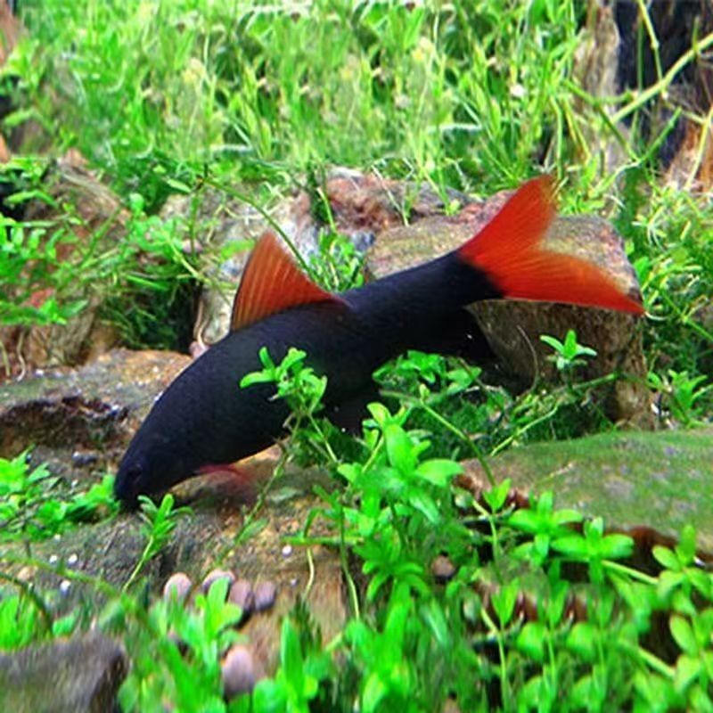 彩虹鲨金苔鼠淡水鱼热带观赏清洁鱼群游观赏鱼金鱼玛雅蝴蝶鲤