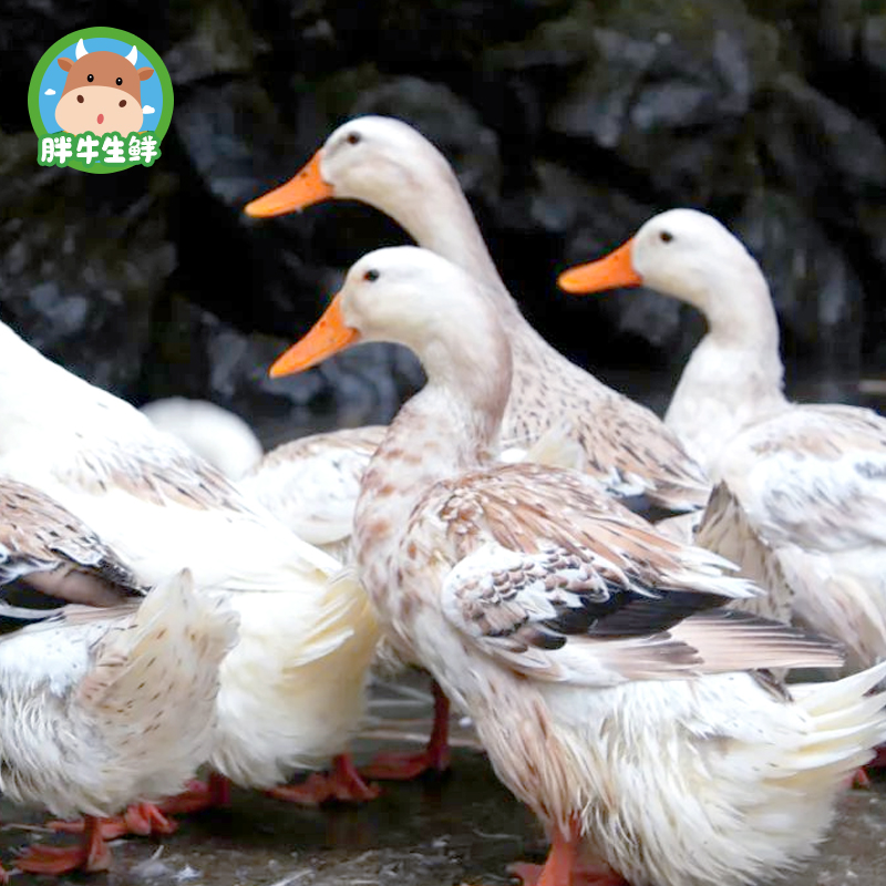 正宗农家散养鸭子 1只2.4kg左右 速冻锁鲜 全疆包邮