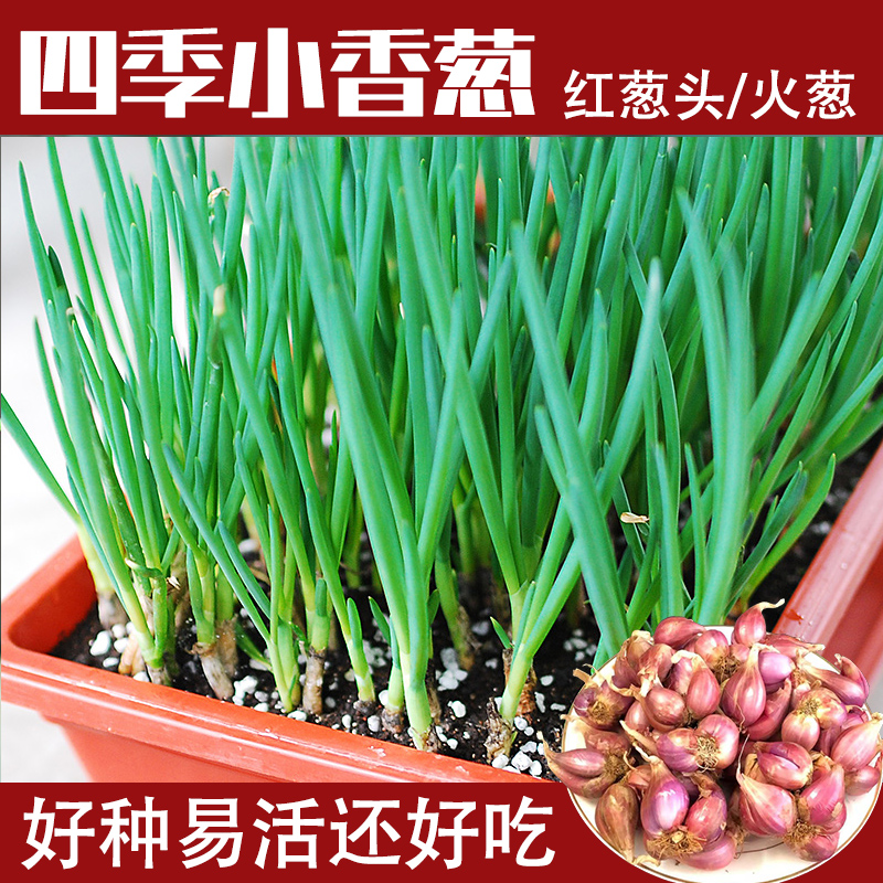 【店长推荐】四季火葱头种小香葱头葱根种植易种植多年生红葱种球