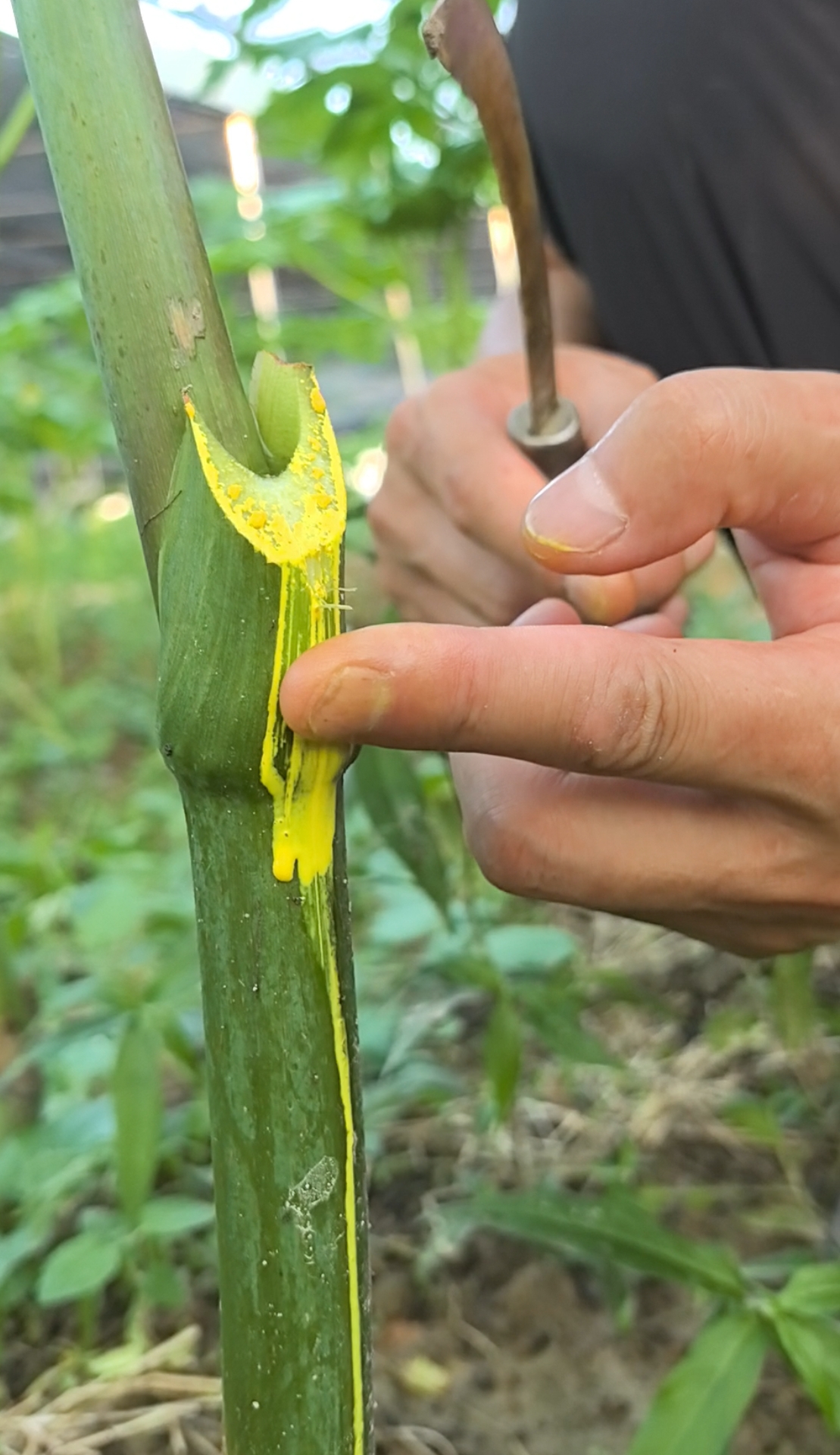 还阳草强精草神仙草长寿菜盆栽连盆带土阳台地栽庭院种植四季可种