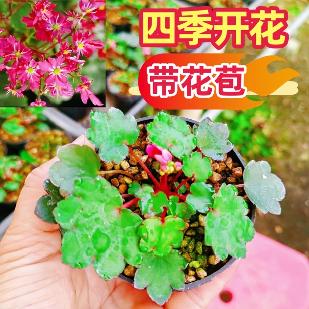 带花苞四季开花日本大文字草虎耳草多年生舞动精灵盆栽耐荫绿植物