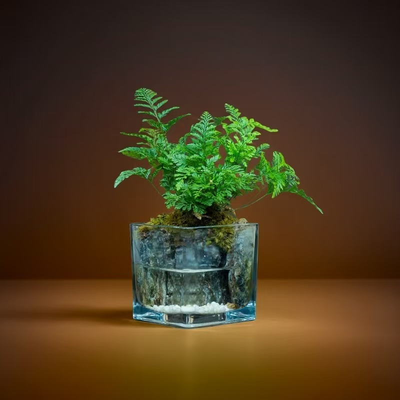 【山林】狼尾蕨-成品创意绿植微景观