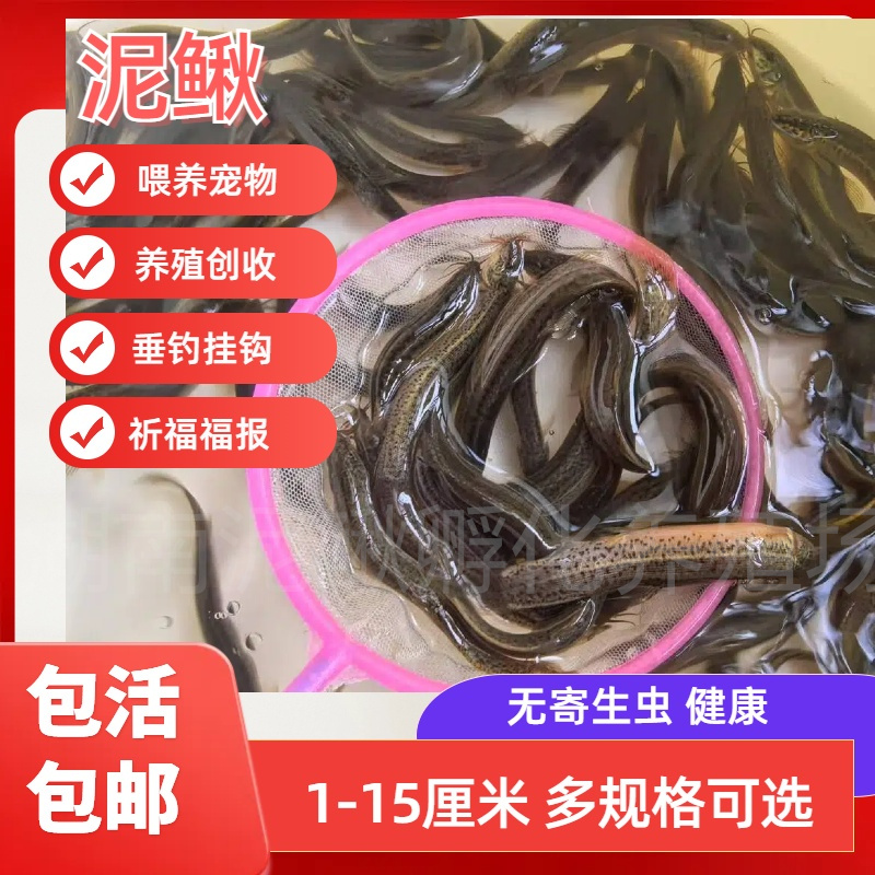 鲜活小泥鳅苗喂宠物饲料鱼喂乌龟龙鱼桂鱼鳜鱼饲料养殖放生钓鱼