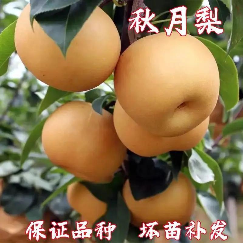 秋月梨树苗嫁接砀山梨树果苗盆栽南北方种地栽翠冠梨子树当年结果