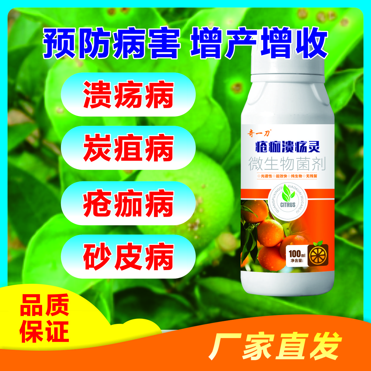 疮痂溃疡灵疮痂溃疡软腐炭疽流胶沙皮微生物菌剂柑橘果树