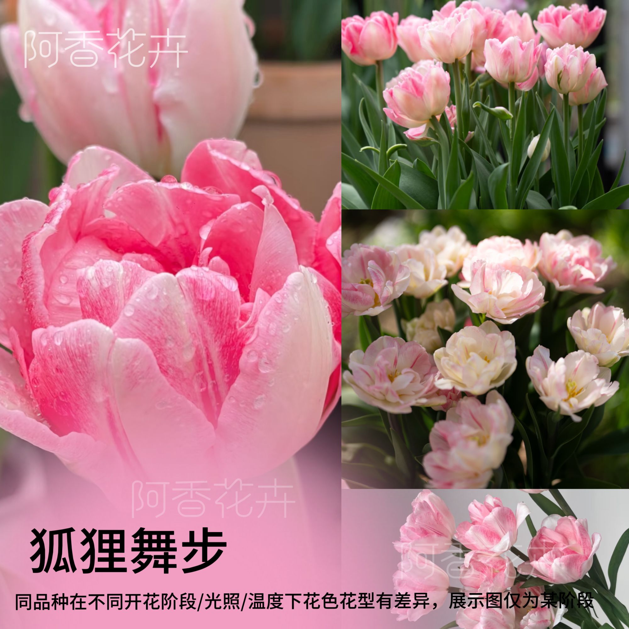 【郁金香五度球】郁金香种球土养水培郁金香耐寒办公室盆栽绿植花卉