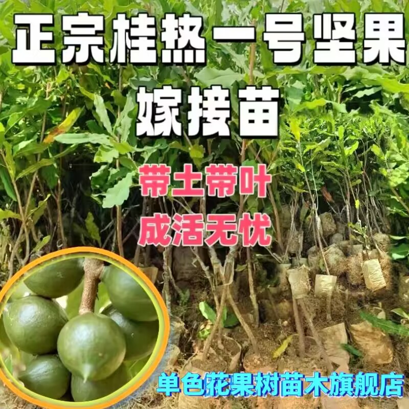 桂热一号欧洲坚果树苗嫁接果苗高产耐热超矮夏威夷特产南方种植